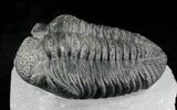 Excellent Drotops Trilobite With Great Eyes #24511-2